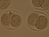 جنین موش 2 سلولی